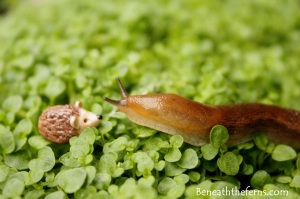 Fairy gardens supplies accessories miniatures hedgehog slug beneaththeferns