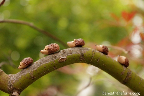 Miniature hedgehog fairy gardens supplies accessory beneaththeferns trees